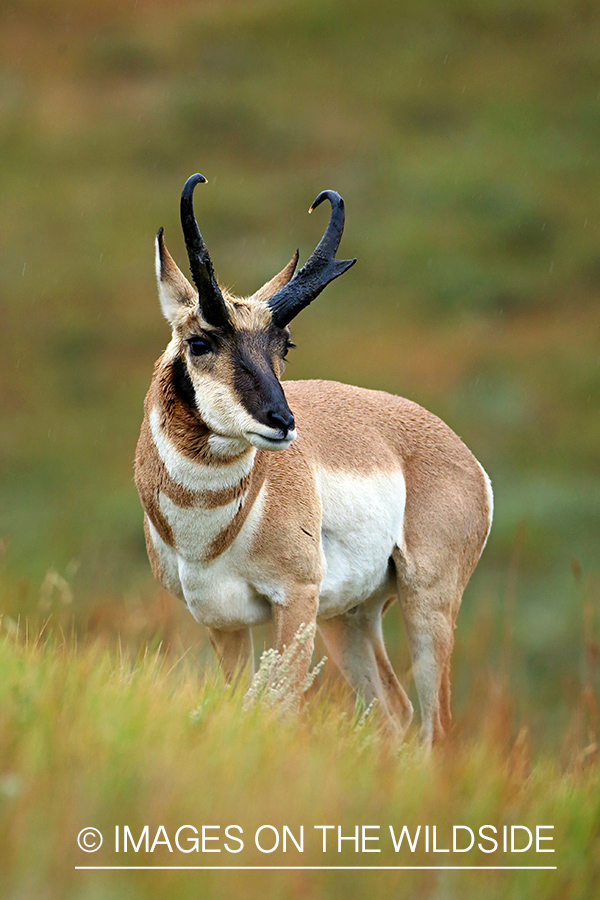 Pronghorn Antelope in habitat. 