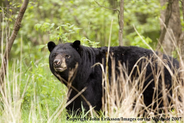 Black bear in habitat