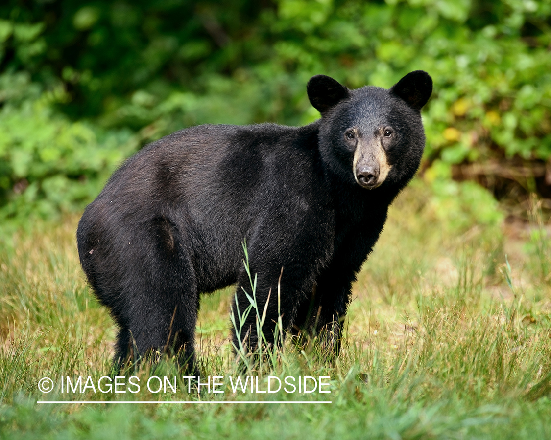 Black bear in habitat. 