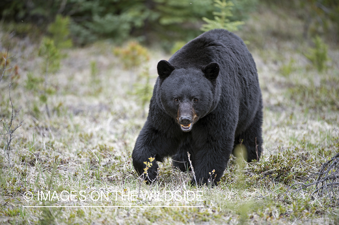 Black bear in habitat.