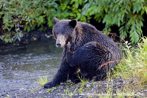 Brown bear in river.