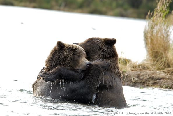 Brown bears playing in water. 