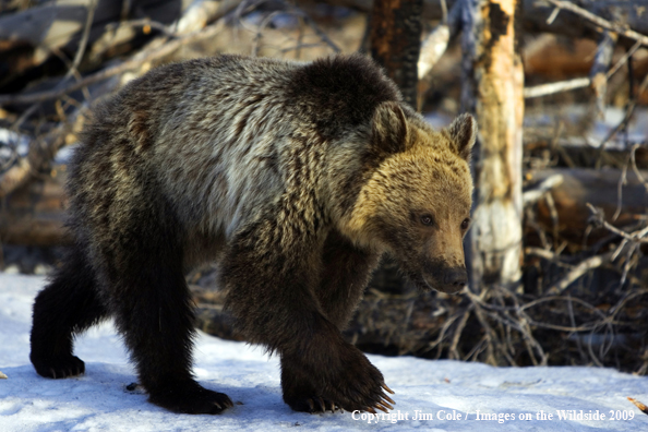 Grizzly bear in habitat