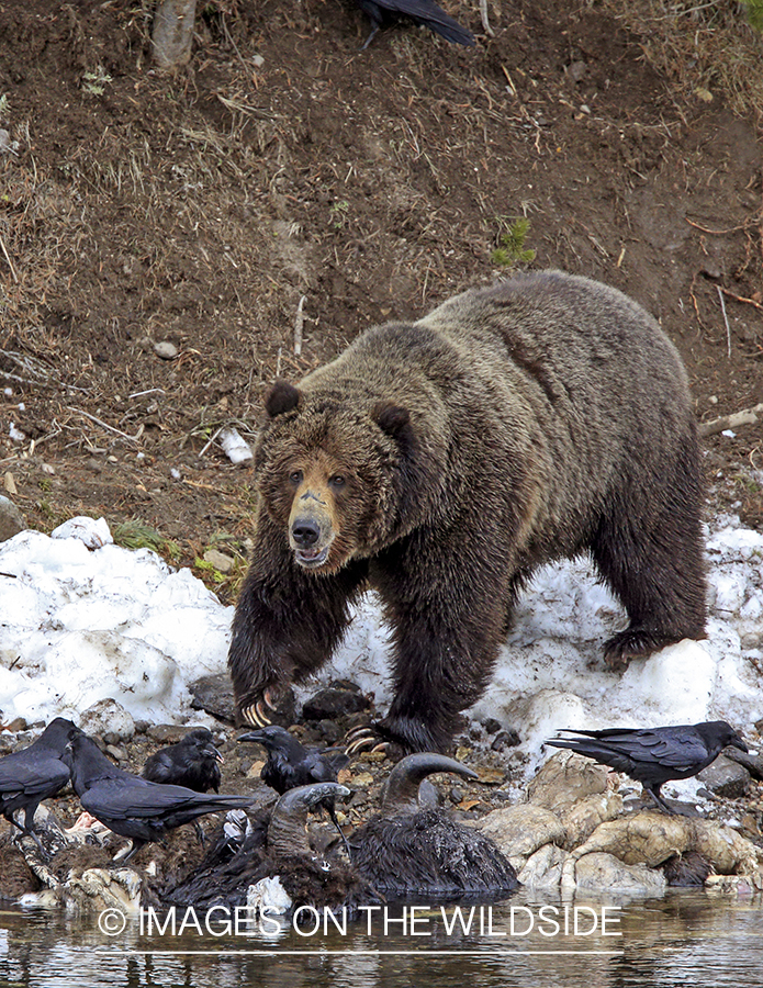 Grizzly Bear on bison carcass. 