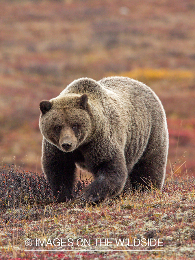 Grizzly bear in field.