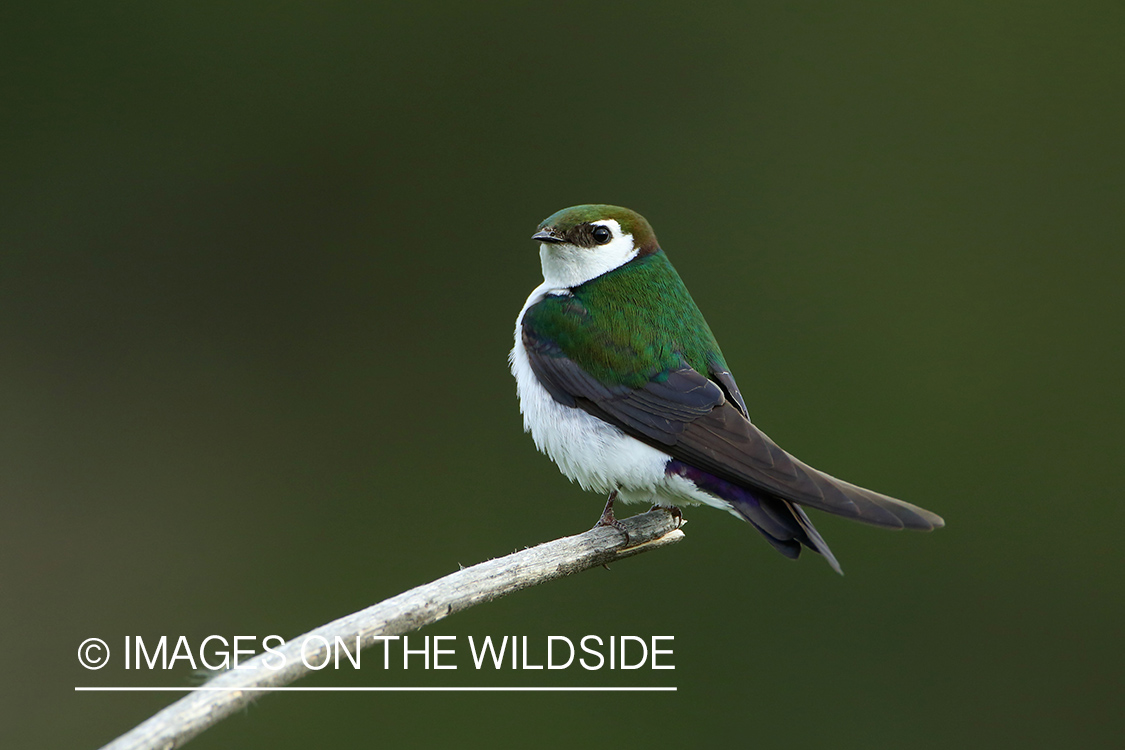 Violet-green swallow perched on branch.