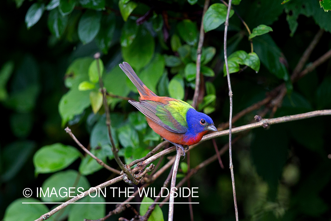 Painted Bunting in habitat.