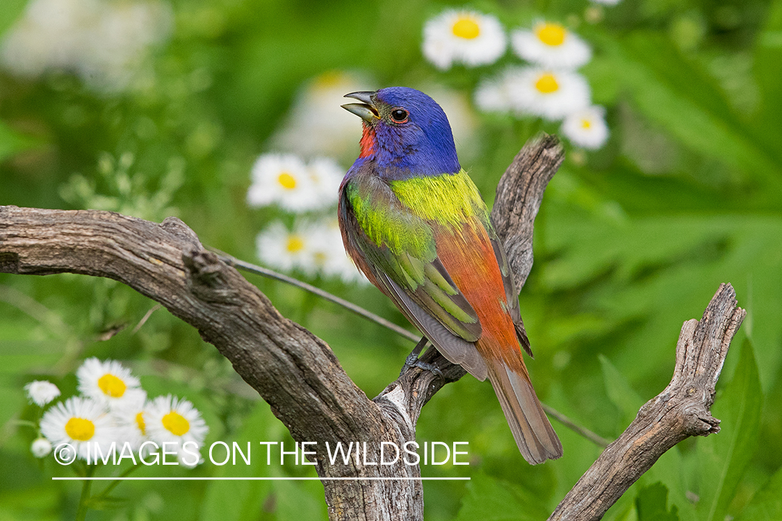 Painted Bunting on branch.