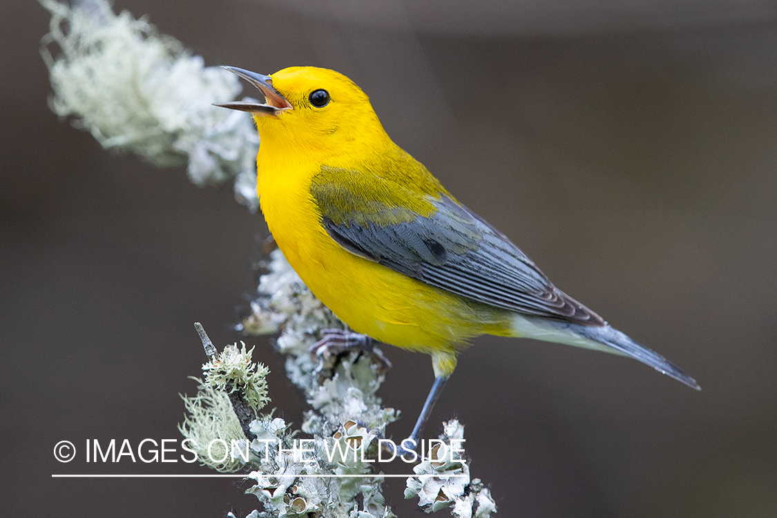 Prothonotary warbler on branch.