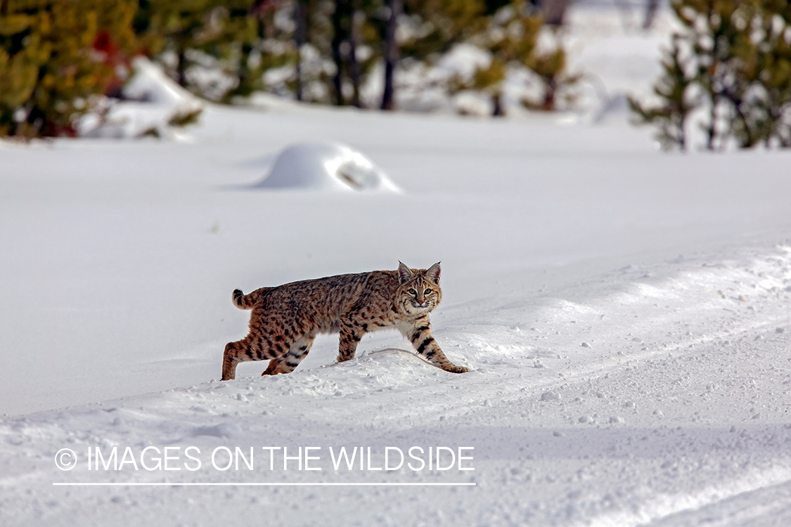 Bobcat in habitat.