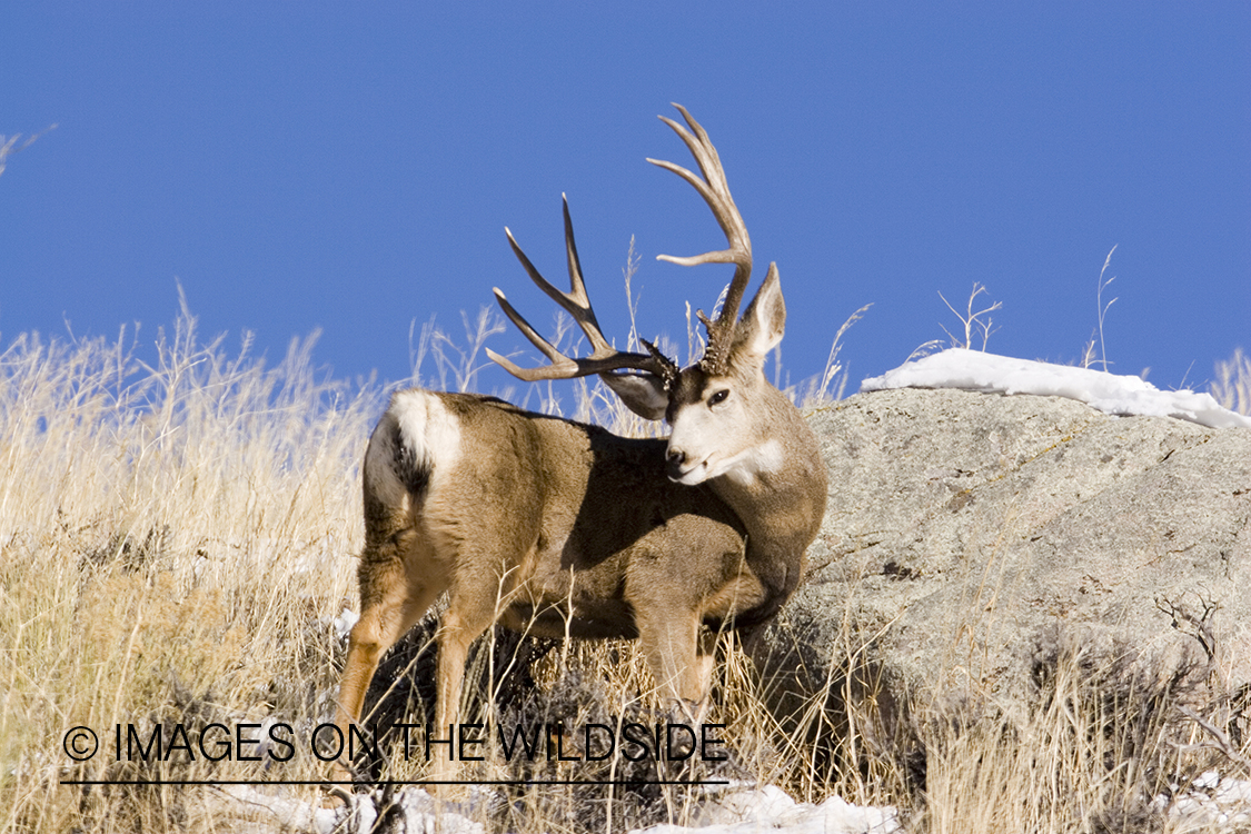 Mule deer in habitat.