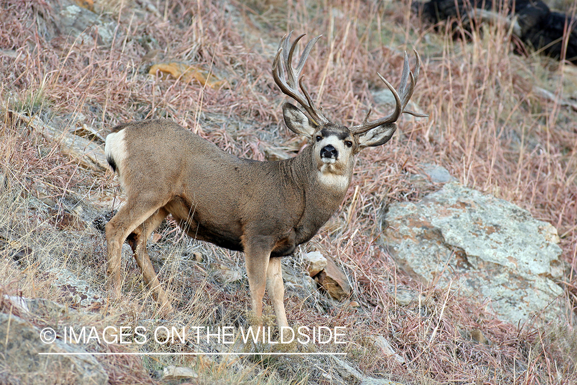 Mule deer buck in habitat. 