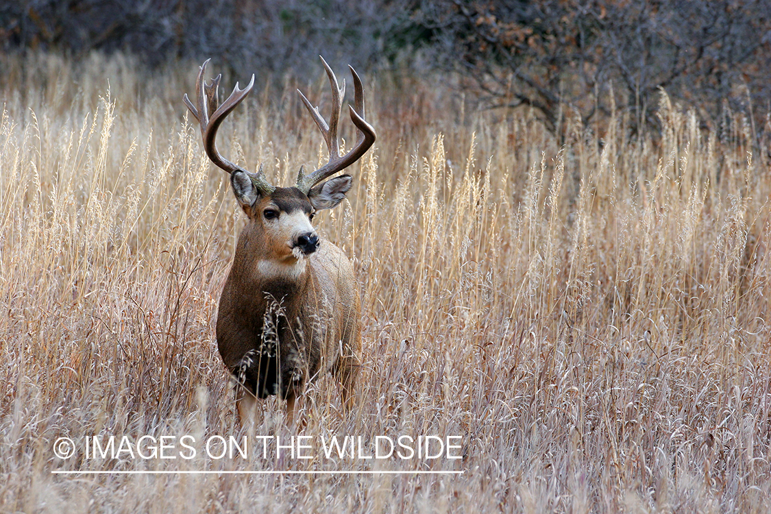 Mule deer buck in habitat. 