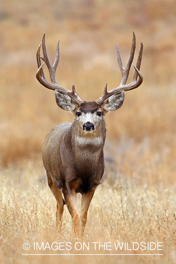 Mule deer buck in habitat.