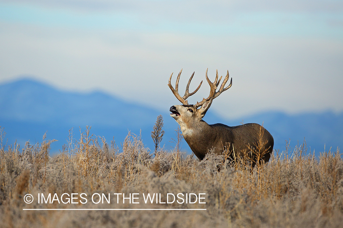 Mule deer buck bugling in habitat. 