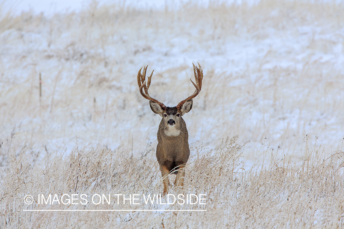 White-tailed buck in field in winter.