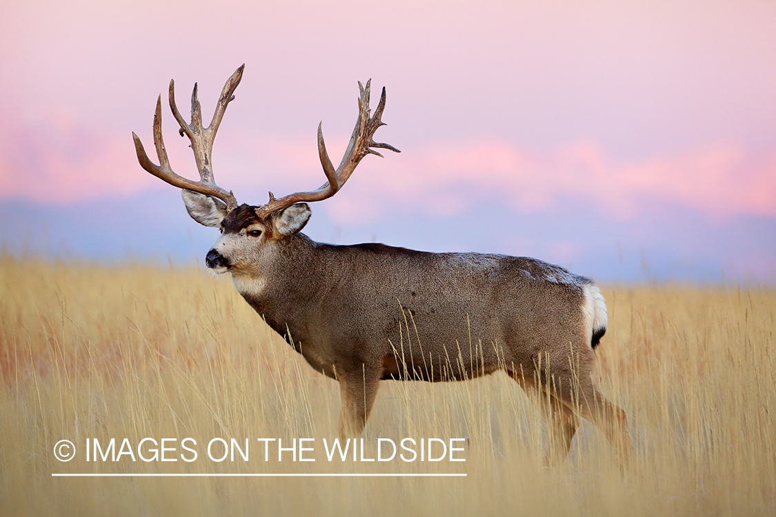 Mule deer buck in rut in field. 