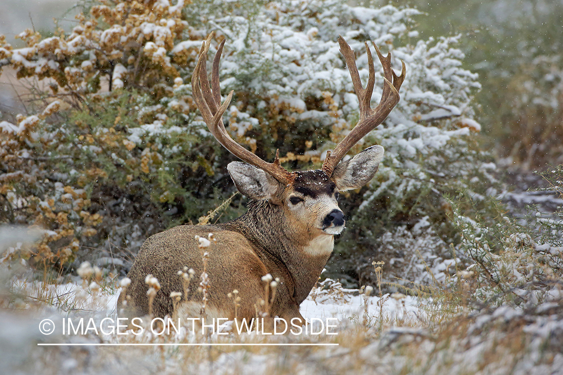 Mule deer buck bedded in snow.