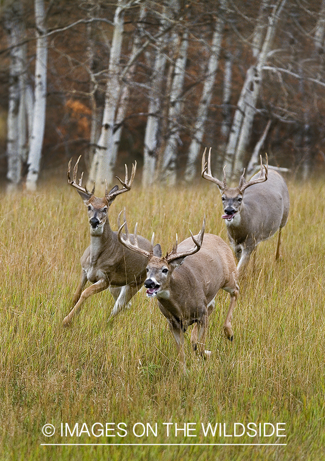 Whitetailed deer in habitat.