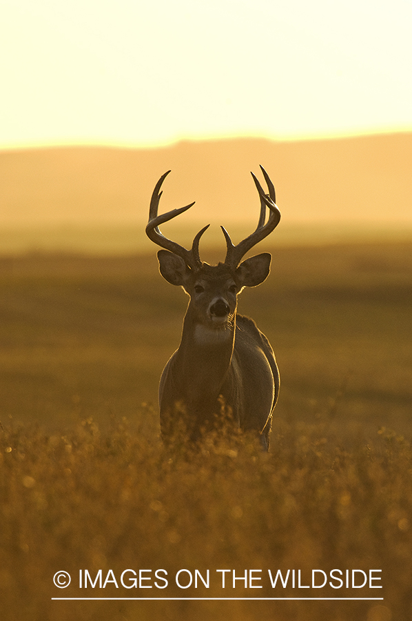 Whitetail Buck