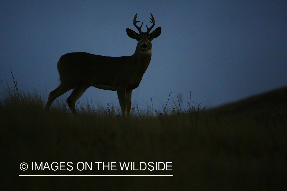 Whitetail Buck