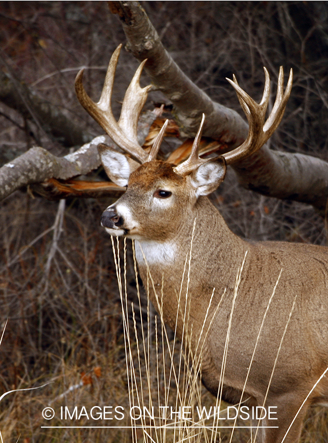 Whitetail Buck