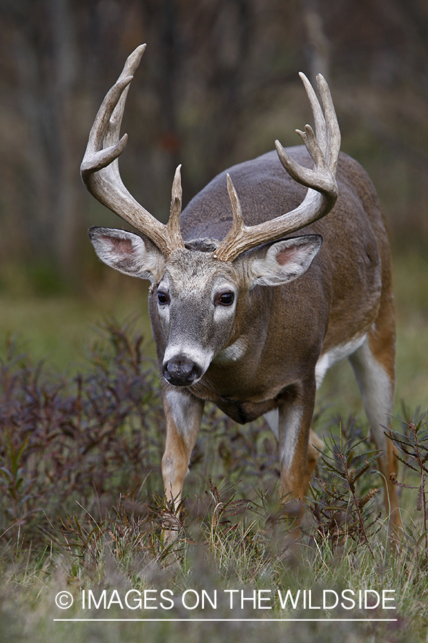 Whitetail buck in habitat