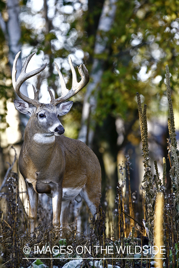 Whitetail buck in habitat