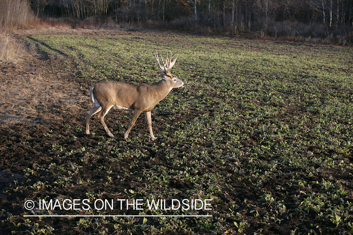 Whitetail buck in habitat