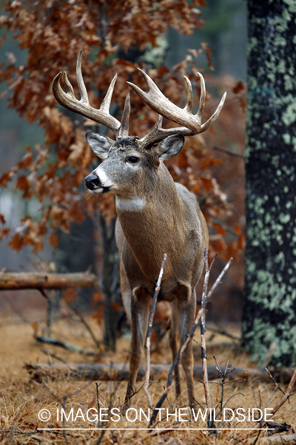 Whitetail buck in habitat.