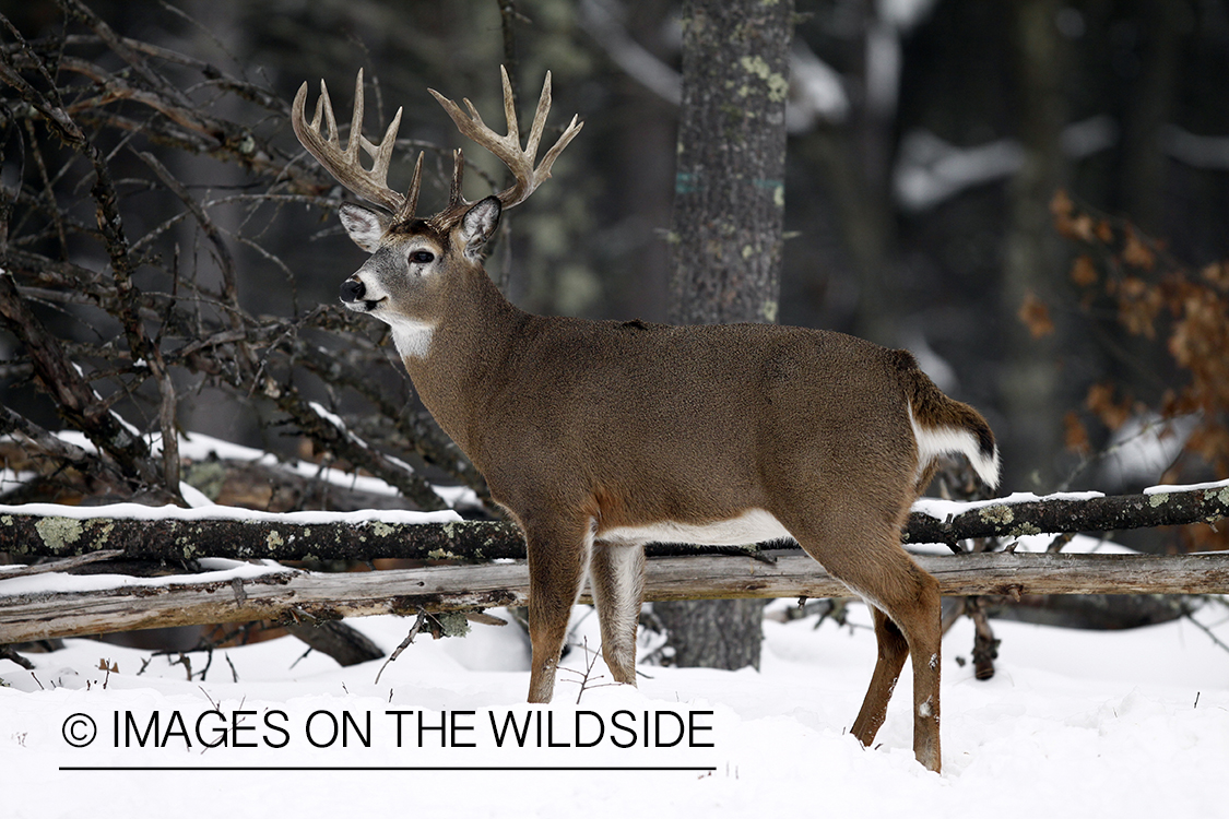 White-tailed buck in habitat.