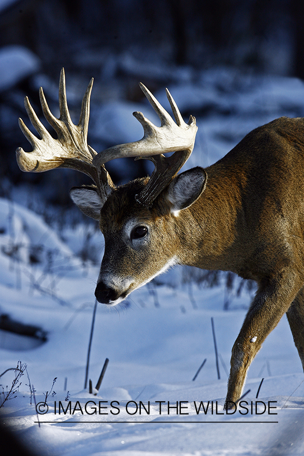 Whitetail in habitat