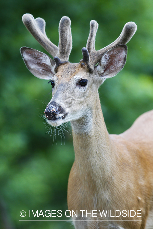 Summer Deer in Velvet