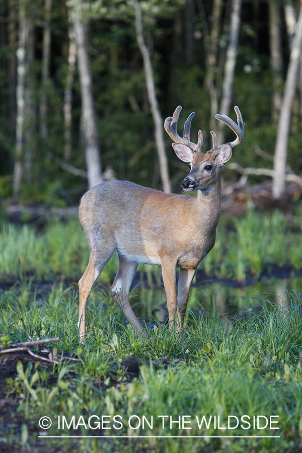 White-tailed deer in velvet