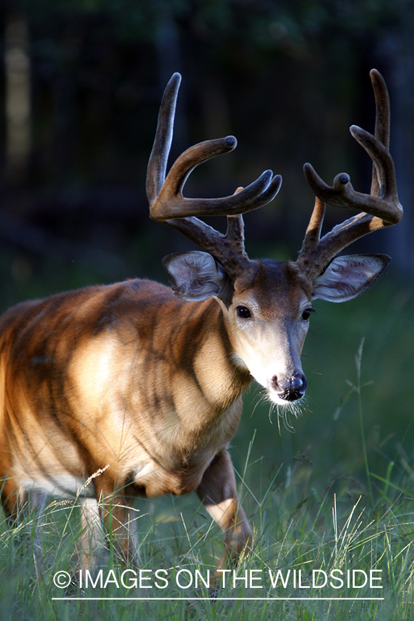 White-tailed buck in velvet 