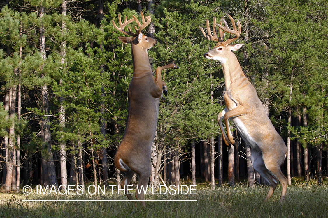 White-tailed bucks fighting