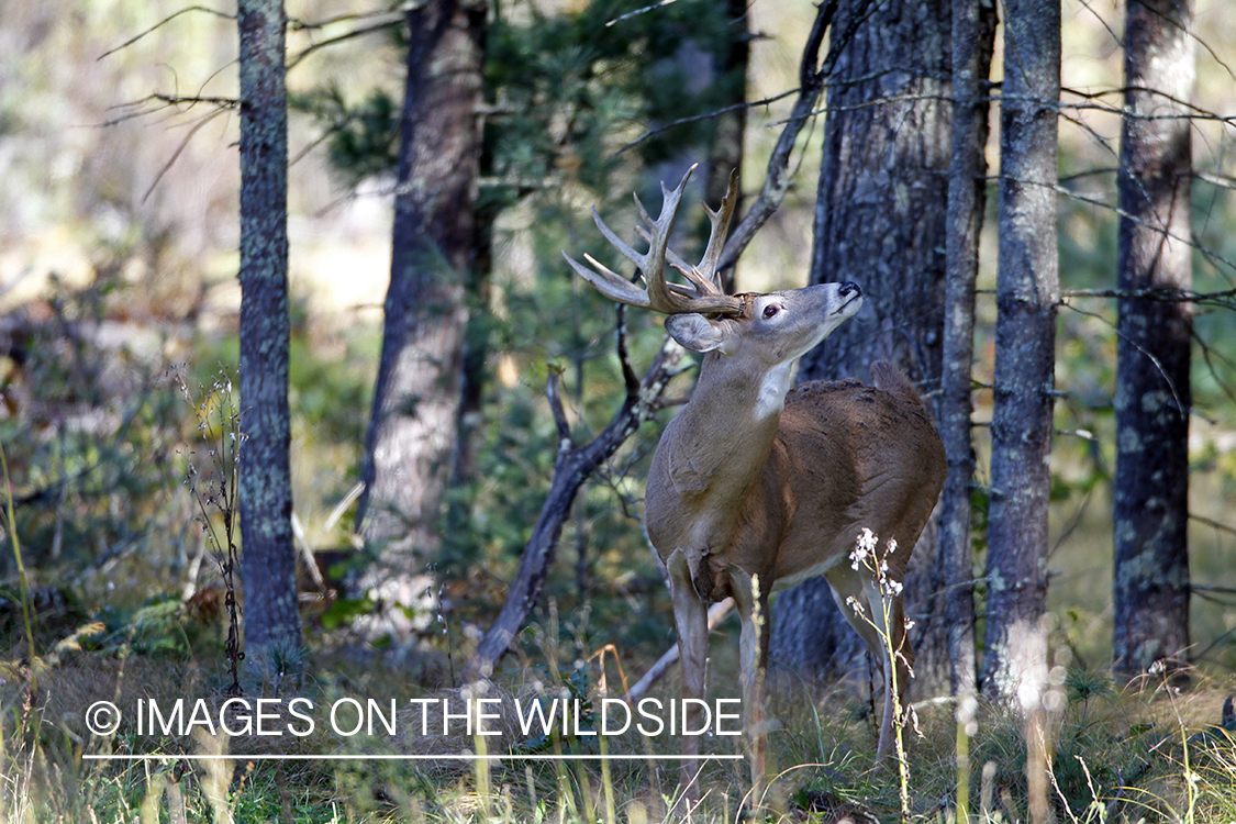 White-tailed buck in habitat.* 