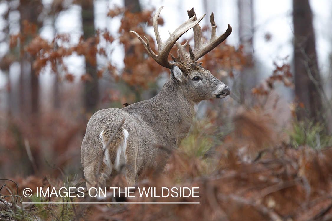 White-tailed buck in habitat. 