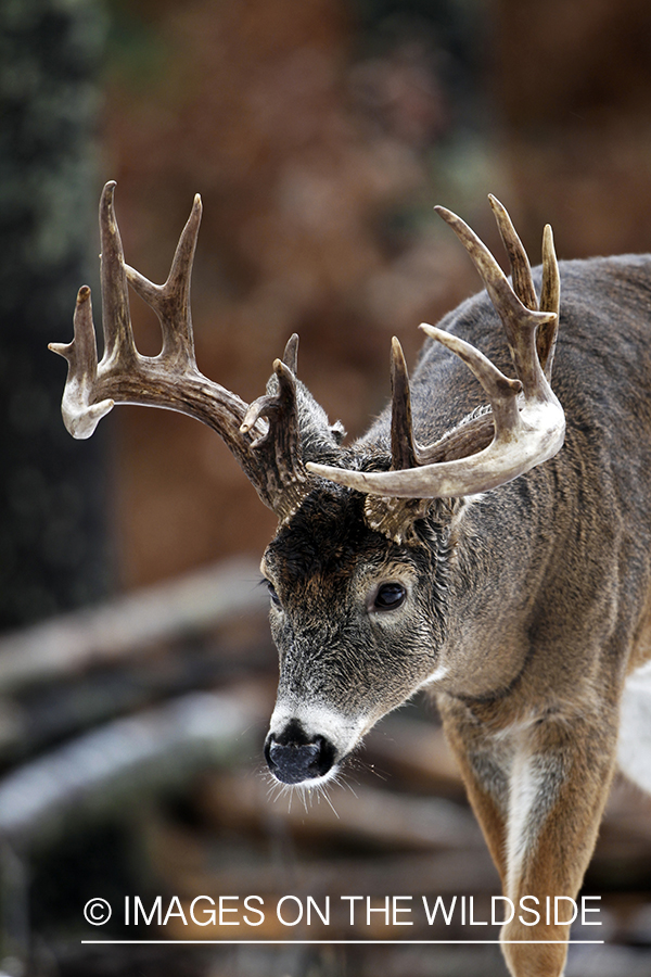 White-tailed buck in habitat. *