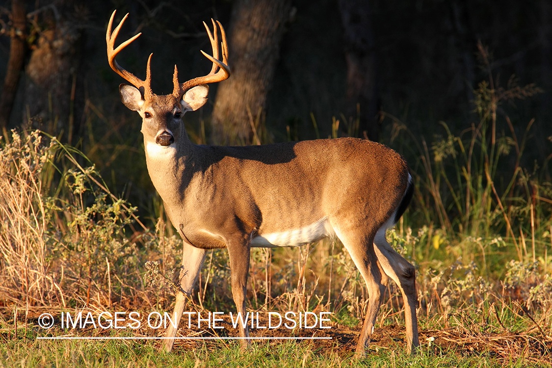 White-tailed buck in habitat. 