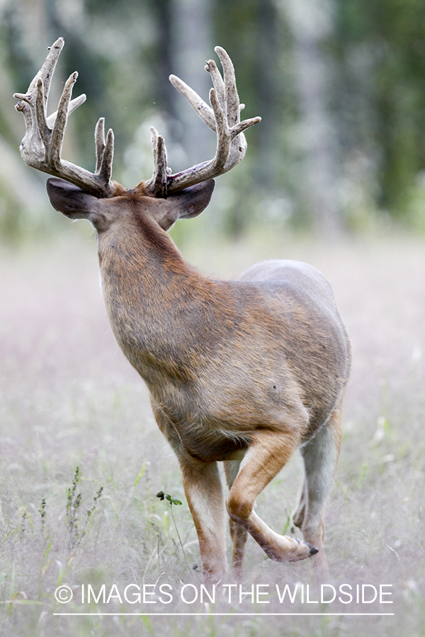 White-tailed buck in habitat. 