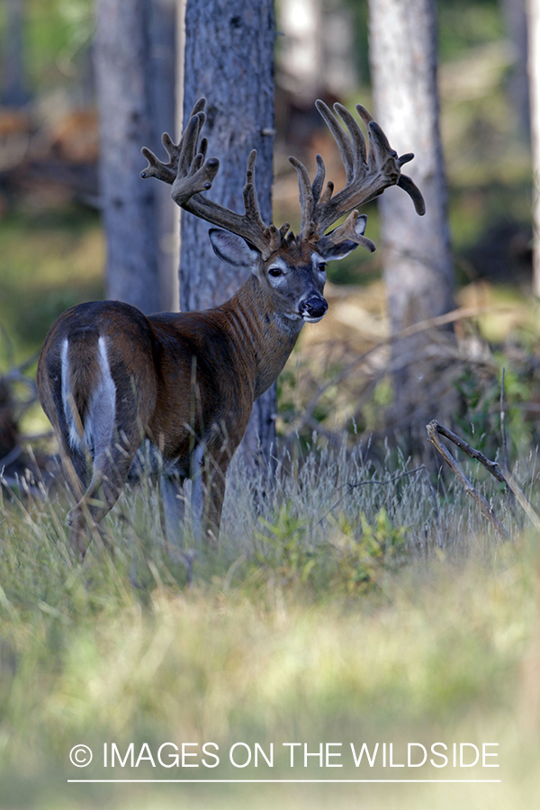 White-tailed buck in velvet.  