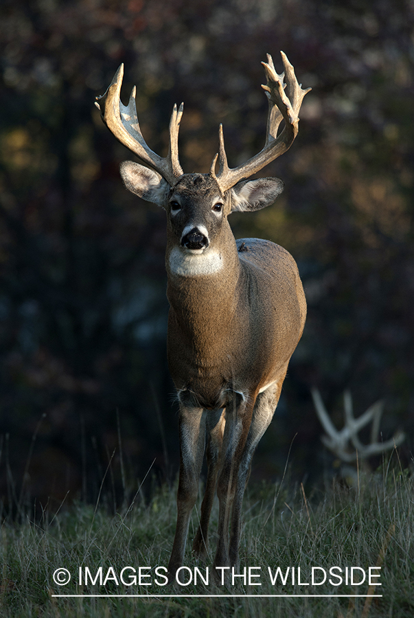 White-tailed buck in habitat. 