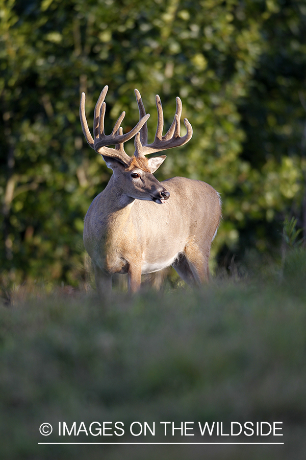 White-tailed buck in velvet.  