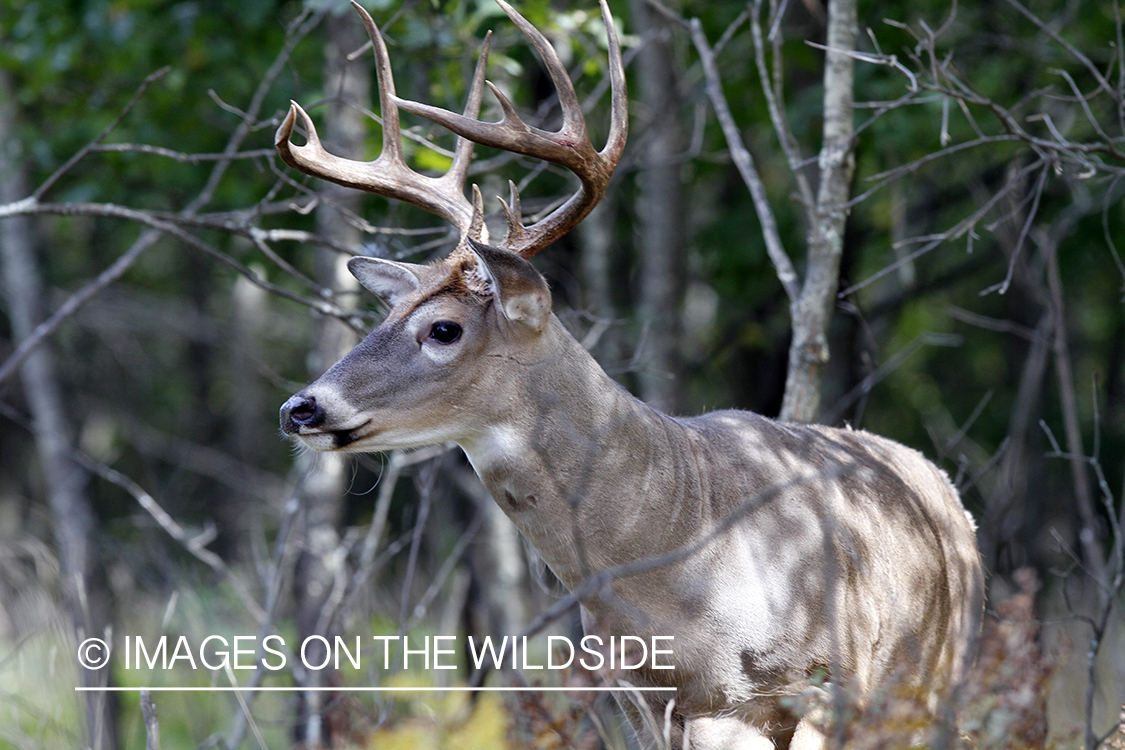 White-tailed buck in habitat.  