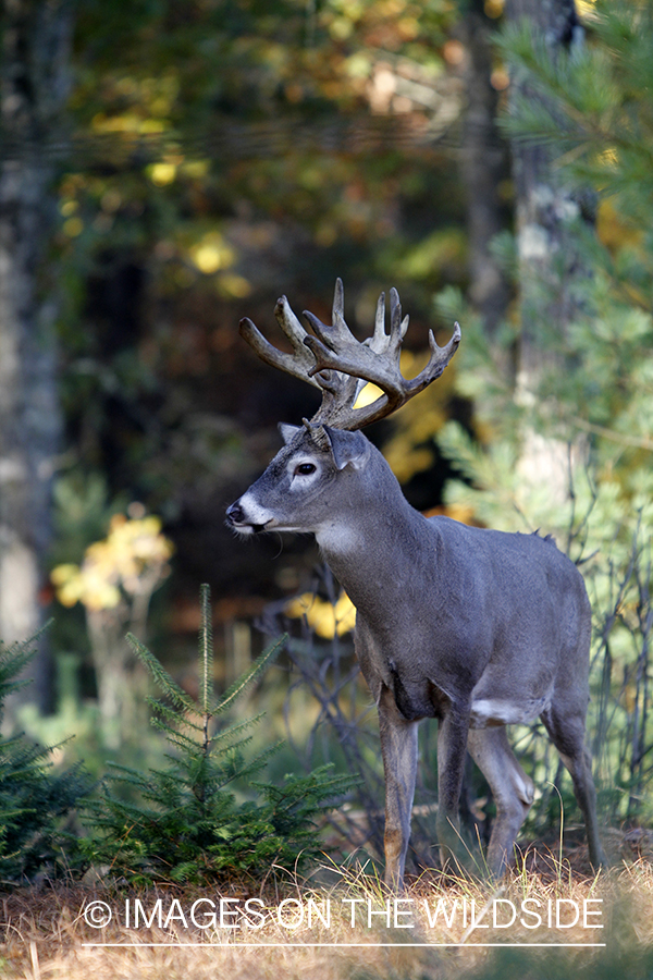 White-tailed buck in habitat. 