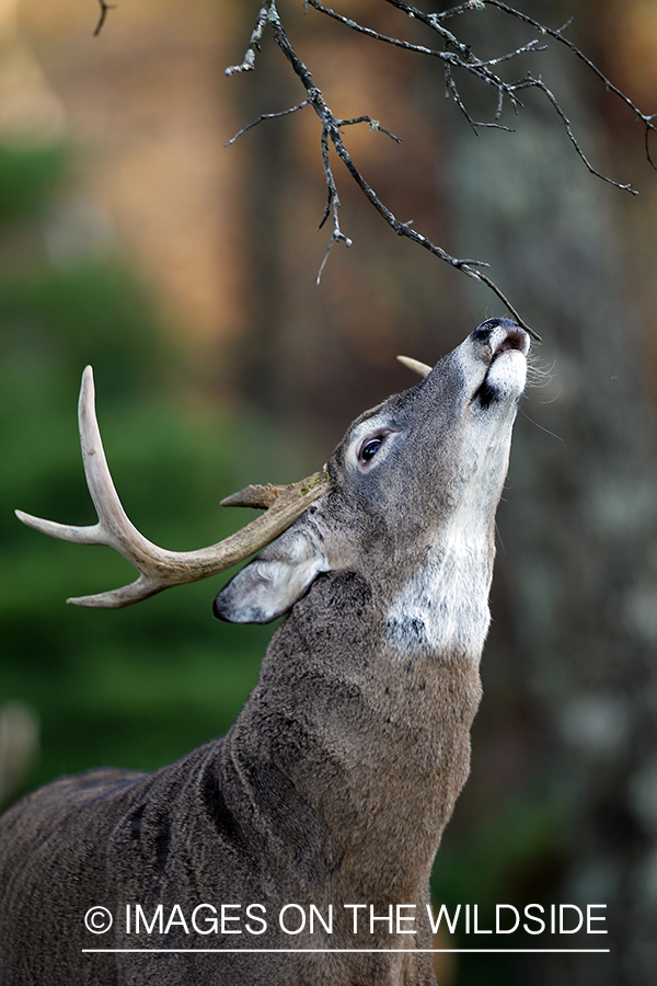 White-tailed buck investigating branch. 