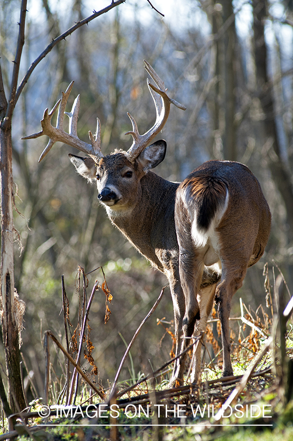 White-tailed buck in habitat. 