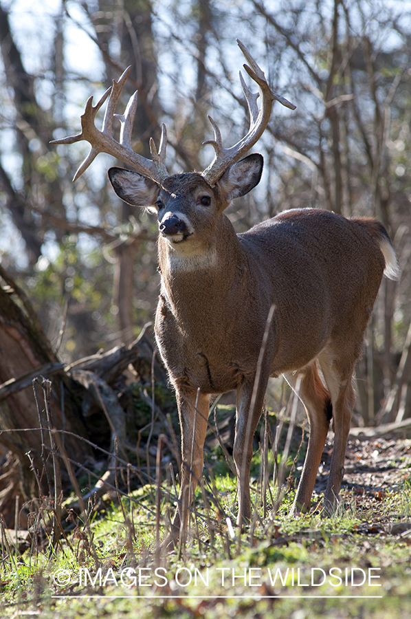 White-tailed buck in habitat. 