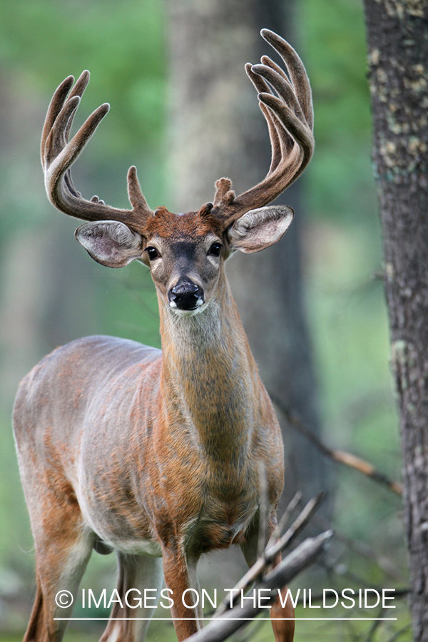 White-tailed buck in velvet.